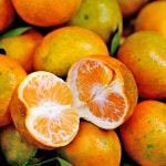 제주 조생 노지 효돈 타이벡 타이백 감귤 홍매향 황금향 5kg 5키로 10kg 10키로 : 해들밥상