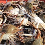 서해활꽃게 가을게 톱밥꽃게 톳밥 꽂게 꽂개 꽃개 활게 생꽃게 햇꽃게 택배 2kg, 1개 : 동동이네가게