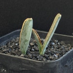 [동일품] 아프리카식물 알부카 딜라쿨라Albuca dilucula - 6077 식물키우기 아프리카농장 : 아프리카 농장