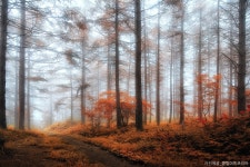 2/22(일) [집중모객]  [영주봉화태백정선] 부석사+분천산타마을+백두대간협곡열차+만항재 / 첩첩산중 백두대간의 협곡을 누비다 : 트립앤미