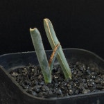 [동일품] 아프리카식물 알부카 딜라쿨라Albuca dilucula - 6077 식물키우기 아프리카농장 : 아프리카 농장