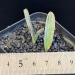 [동일품] 아프리카식물 알부카 딜라쿨라Albuca dilucula - 6077 식물키우기 아프리카농장 : 아프리카 농장