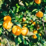 제주 조생 노지 효돈 타이벡 타이백 감귤 홍매향 황금향 5kg 5키로 10kg 10키로 : 해들밥상