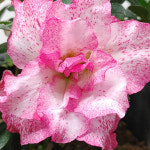 장미철쭉 중품 색상랜덤 겹 립불 방울 기리시마 꽃 나무 야생화 아젤리아 서양 철쭉 연산홍 : 모종파는곳