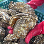 산지직송 거제도 삼배체굴 석화 2kg : 주식회사 숨비해물