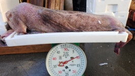 당일조업 동해안 포항 물곰 흑곰 3.5kg 이상 손질 곰치국 : 포항칠수산