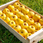 [DMZ 1km 사과농원] 25년 시나노골드(과수선택) 5kg G마크 : 마켓경기