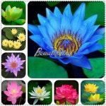 어항 잔디 식물 연꽃 액세서리 초보자 장식 장식 수생 수족관 수족관 조경 1 5pcs : 머시마켓26호점