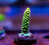 [SPS] 말레이시아 골드 테누이스 : 코통령