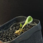 [동일품] 아프리카식물 에리오스퍼뭄 운둘라툼 Eriospermum undulatum- 6091 식물키우기 아프리카농장 : 아프리카 농장