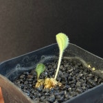 [동일품] 아프리카식물 에리오스퍼뭄 운둘라툼 Eriospermum undulatum- 6091 식물키우기 아프리카농장 : 아프리카 농장