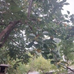 단감 밀양산 2025 수확 산지직송 / 크기 랜덤, 5박스 한정판매 5kg, 1개 : 둥지과일농원