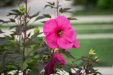 미국 부용 카루셀핑크패션 14cm 포트묘 정원식물 묘목 : 케이탑가든센터