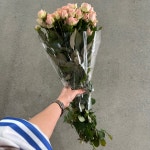(중매인1호) 핑크센스 미니장미 생화 : 영남화훼농협 중매인1호