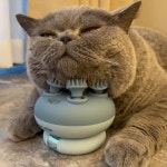 고양이 안마기 강아지 자장가 브러쉬 긁개 가려움증 반려동물 마사지기 : 명나라마켓