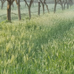 청보리씨앗 녹비용 20kg 사료용 춘파 추파 : 한농마트