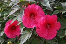 미국 부용 카루셀레드와인 14cm 포트묘 정원식물 묘목 : 케이탑가든센터