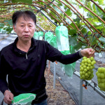 프리미엄 농장직송 샤인머스켓 씨없는 청포도 제철과일 고당도  당일수확  2kg 4kg : 해미소농원