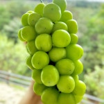 고당도 쥬얼머스켓 프리미엄 샤인머스켓 혼합 농장직영 특품 2kg 4kg 제철 망고포도 : 추풍령 갓골농원