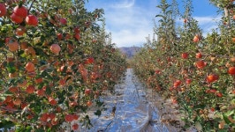 감홍 사과 1박스 안동 문경 사과 가정용 꿀 사과 3kg 5kg : 제철담은 농장