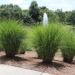 그라스 억새 모닝라이트 P9 포트묘 : 세종원예농원