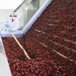 25년 수확 경북 경산 안동 햇 건대추 말린대추 특초 : 가람농산물