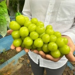 [1+1 행사] 프리미엄 고당도 샤인머스켓 망고포도 농장직송 2kg 4kg : 슬로우리 Slowly