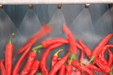 국산 단양 세척 청결 고춧가루 농가 직송 500g 1근 세가지 매운맛 : 단양마늘전문 오종만농장