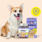 파미데이즈 강아지 본 플러스 슬개골탈구 관절 영양제 160g 3통 : 댕댕이뷰티샵