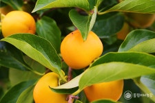 햇 단감 차량 대봉감 태추 고당도 단감 2kg 4kg 산지직송 : 동림이네 농장