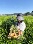 고창 황토생강 산지직송 3kg 오월애생강 : 고창 오월농장