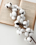 10송이 목화 꽃 가지 조화 크리스마스 인테리어 겨울꽃 : 제이빌라