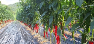 국산 단양 세척 청결 고춧가루 농가 직송 500g 1근 세가지 매운맛 : 단양마늘전문 오종만농장