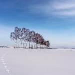 [럭셔리투어] 흰그림자투어 훗카이도 비에이 후라노 일일투어 : 흰그림자투어 주식회사