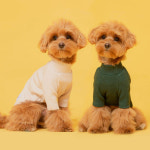 플로트 베이직 하프넥 골지 티셔츠 강아지옷 애견 목폴라 봄 가을 옷 : 플로트