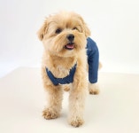 가을강아지옷 꾸러기 데님 멜빵바지 : 피치독