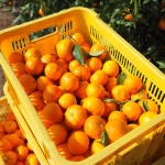 늘해랑 제주 타이벡감귤 실중량 4.5kg 9kg : 유나네 과수원