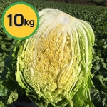 서리먹은 강원도 횡성 고랭지 절임배추 10kg : 우용영농조합법인