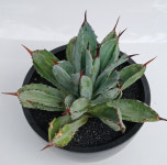 아가베 큐빅 11cm : 민가네꽃농원