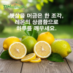 썬키스트 팬시 레몬 1박스 17kg : 디에이치마켓팅