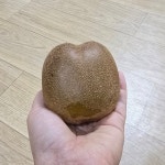 제주키위 골드키위 참다래 산지직송 제주 노랑 하트 키위 : 오픈프라이스몰