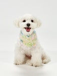 [카주리] 뮤네 케이프 MUNE CAPE │ 강아지, 고양이 케이프 : KAZURI 카주리