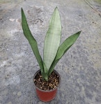 문샤인 산세베리아 : 가든J