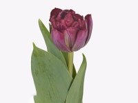 튤립 캐니언 구근 추식 조생종 와인색 봄꽃 노지월동 : 사계애뜰