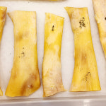 강아지수제간식 쫀득쫀득 소떡심 대형/소형견 100g : 달곰의부뚜막