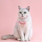 블링 액세서리와 개 고양이 진주 목걸이 조정 가능한 귀여운 Bowtie 애완 동물 강아지 쥬얼리 여성 작은 : 차닌팟