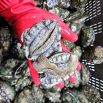 완도 전복 활전복 산소포장 대사이즈 1kg 10-11미 : 통영둥이네수산