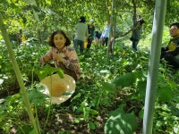 강원도 토종 다래쨈 : 산방환담