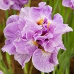 [파파의 정원] 시베리카 아이리스 핑크파르페 (2261) : 파파의정원