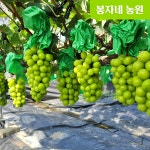 고당도 샤인머스켓 2kg, 4kg, 가정용 당일수확 농장직송 명절 선물세트 망고포도 : 봉자네 농원